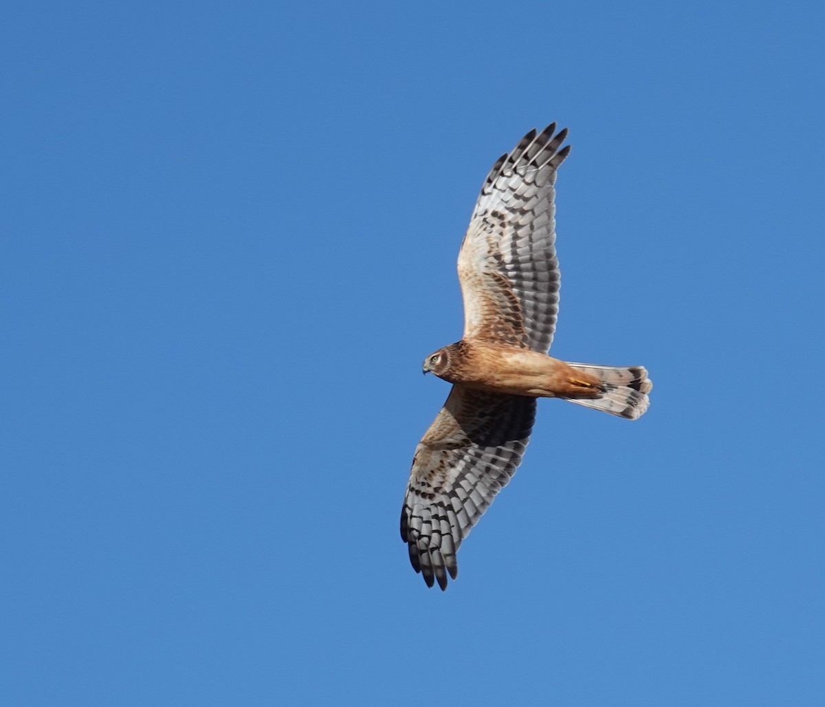 Лунь американський - ML646706501