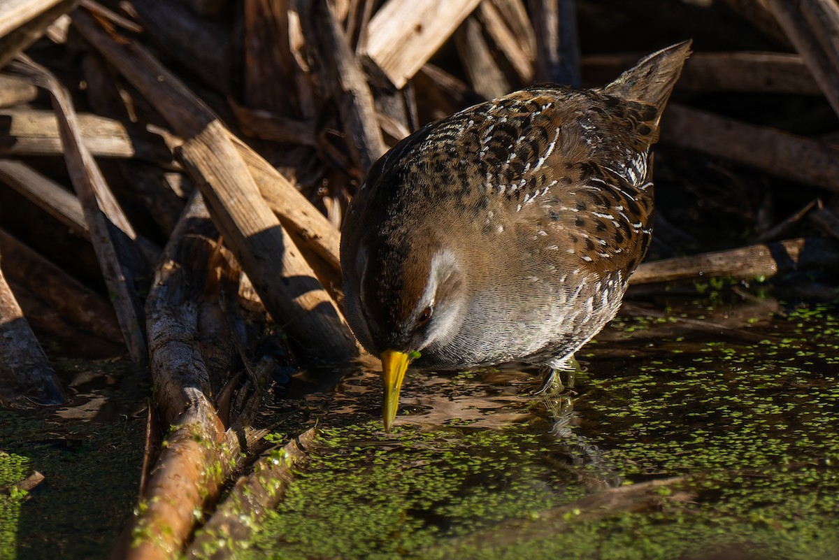 chřástal karolínský - ML646706502