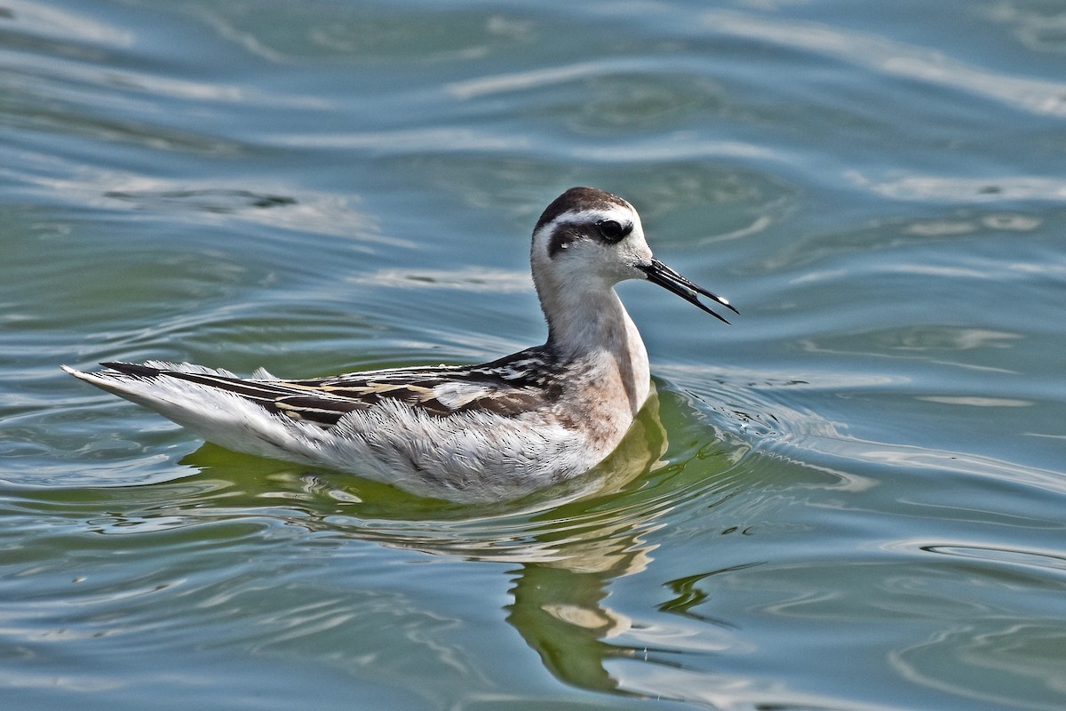 Red-necked Phalarope - ML646706503