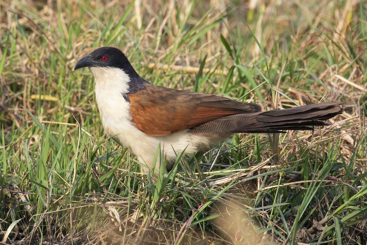 kobberstjertsporegjøk - ML646706504