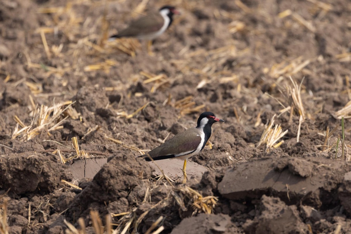 Red-wattled Lapwing - ML646706505