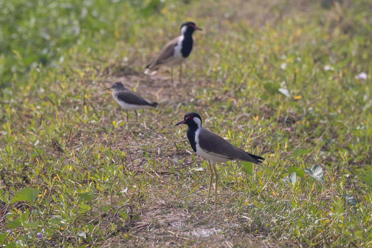 Red-wattled Lapwing - ML646706506
