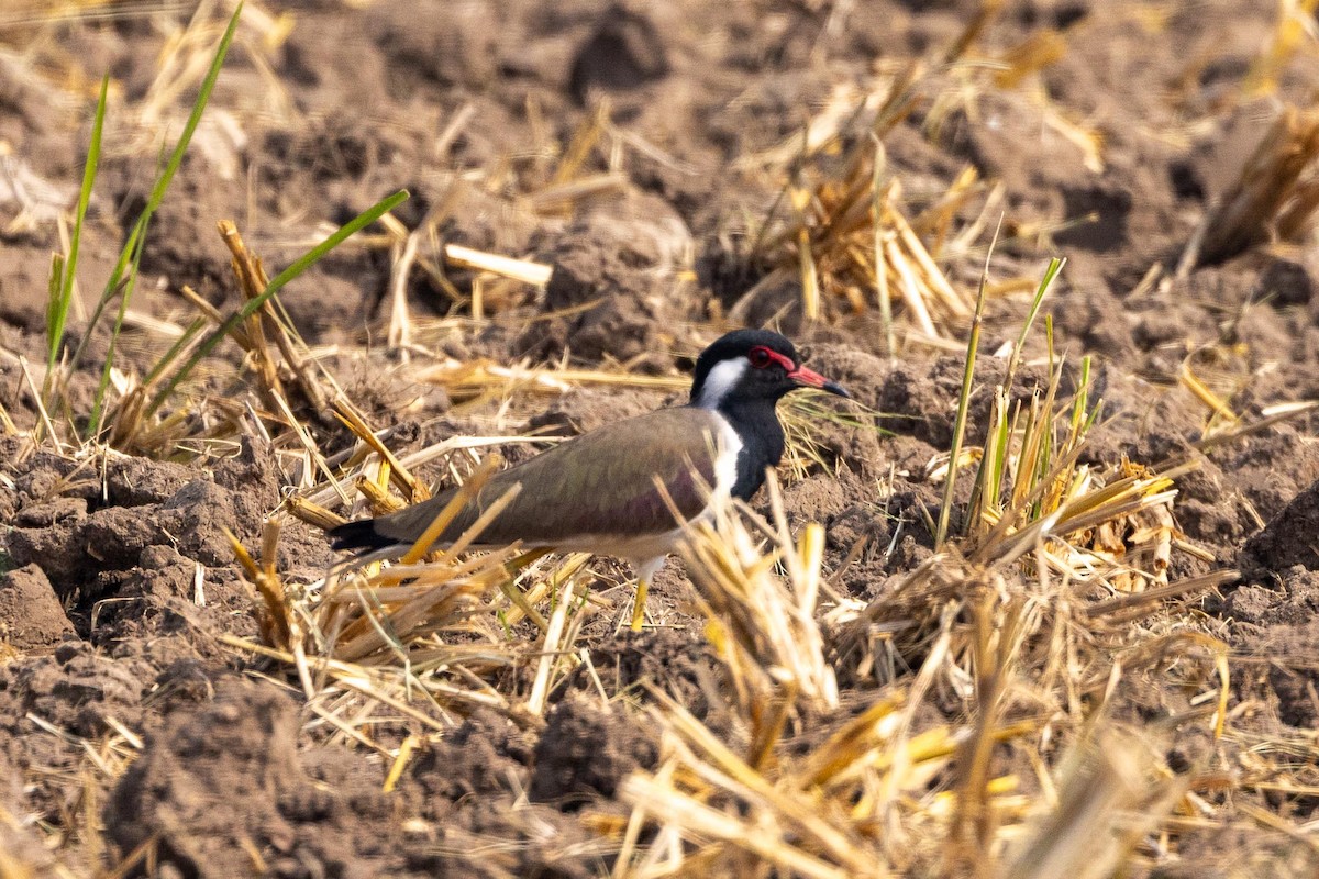 Red-wattled Lapwing - ML646706507