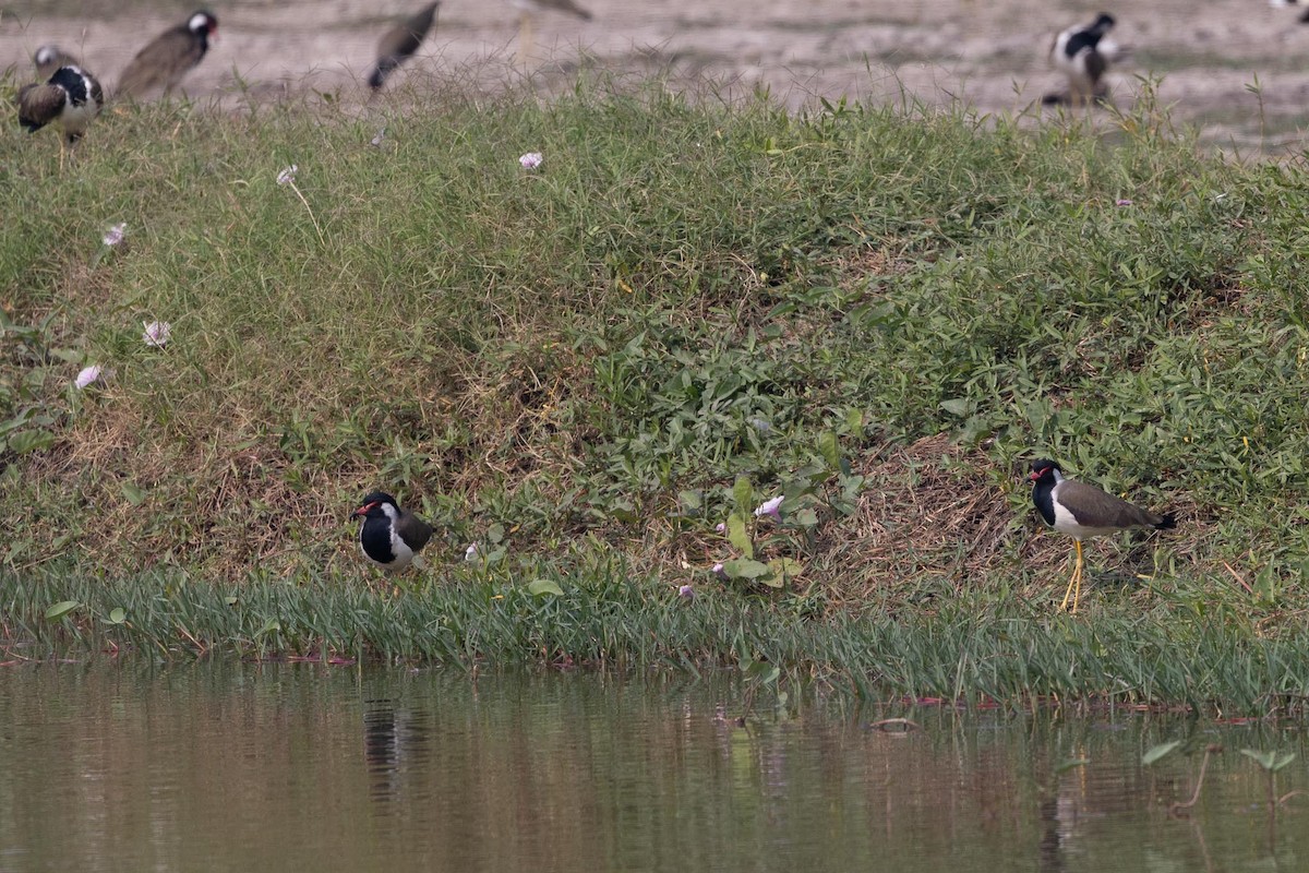 Red-wattled Lapwing - ML646706508