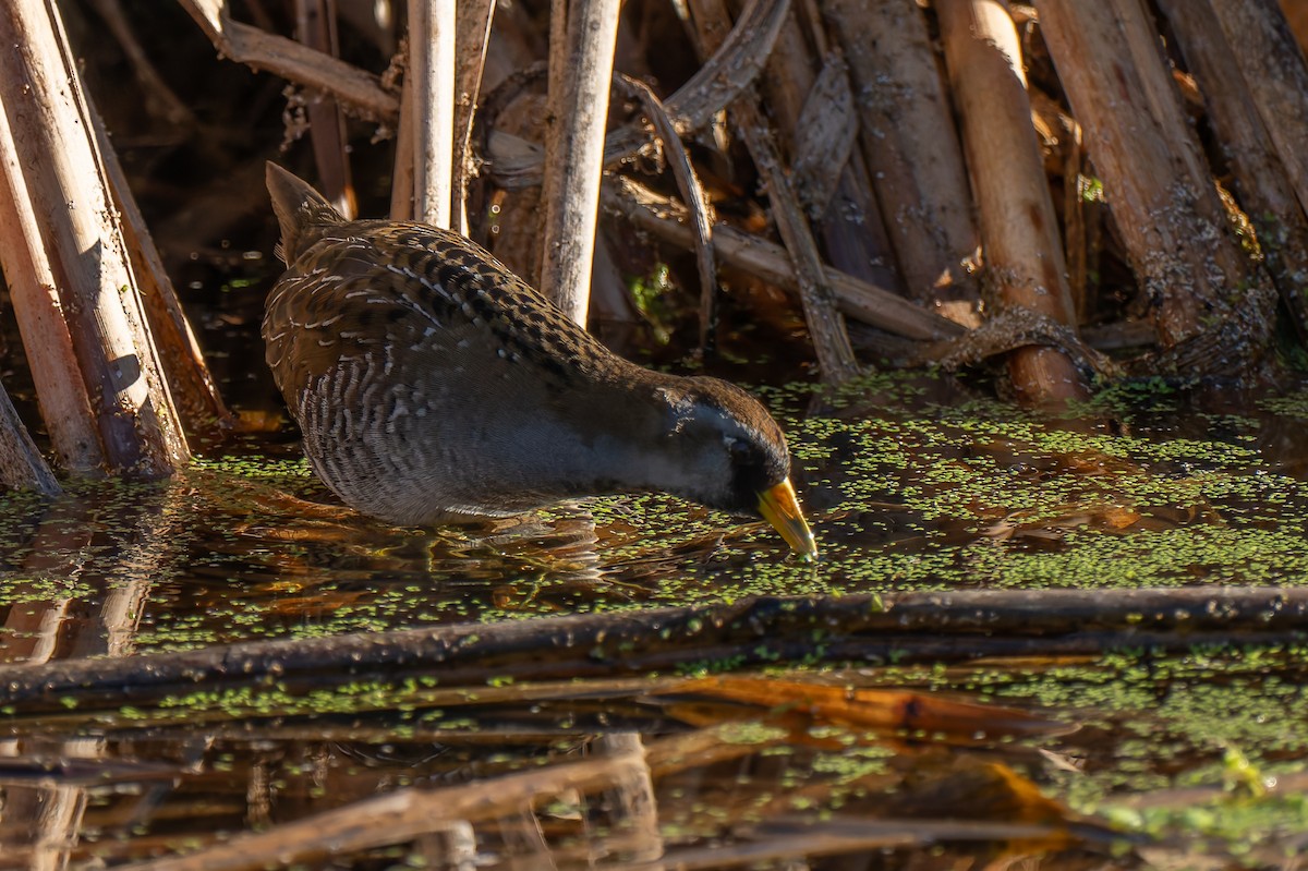 chřástal karolínský - ML646706509