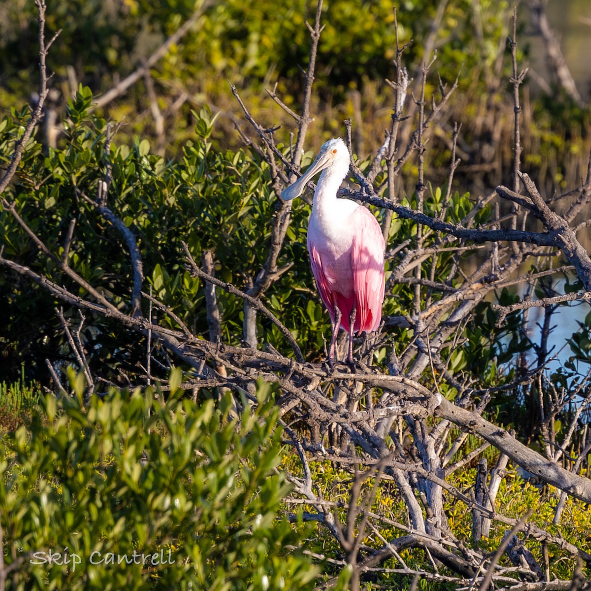 Roseate Spoonbill - ML646706510