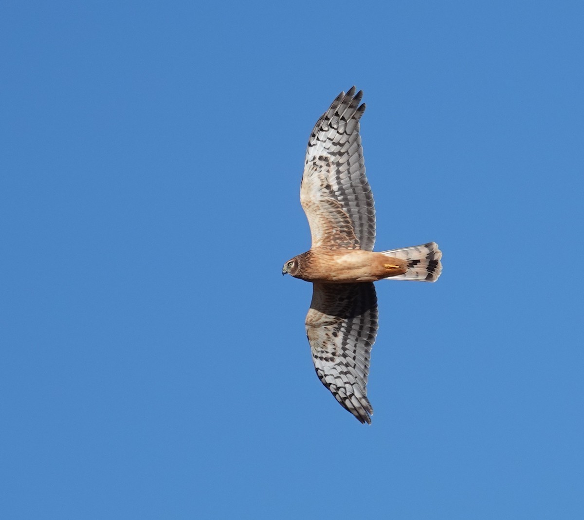 Лунь американський - ML646706512