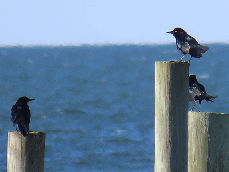 Bootschwanzgrackel - ML646706513