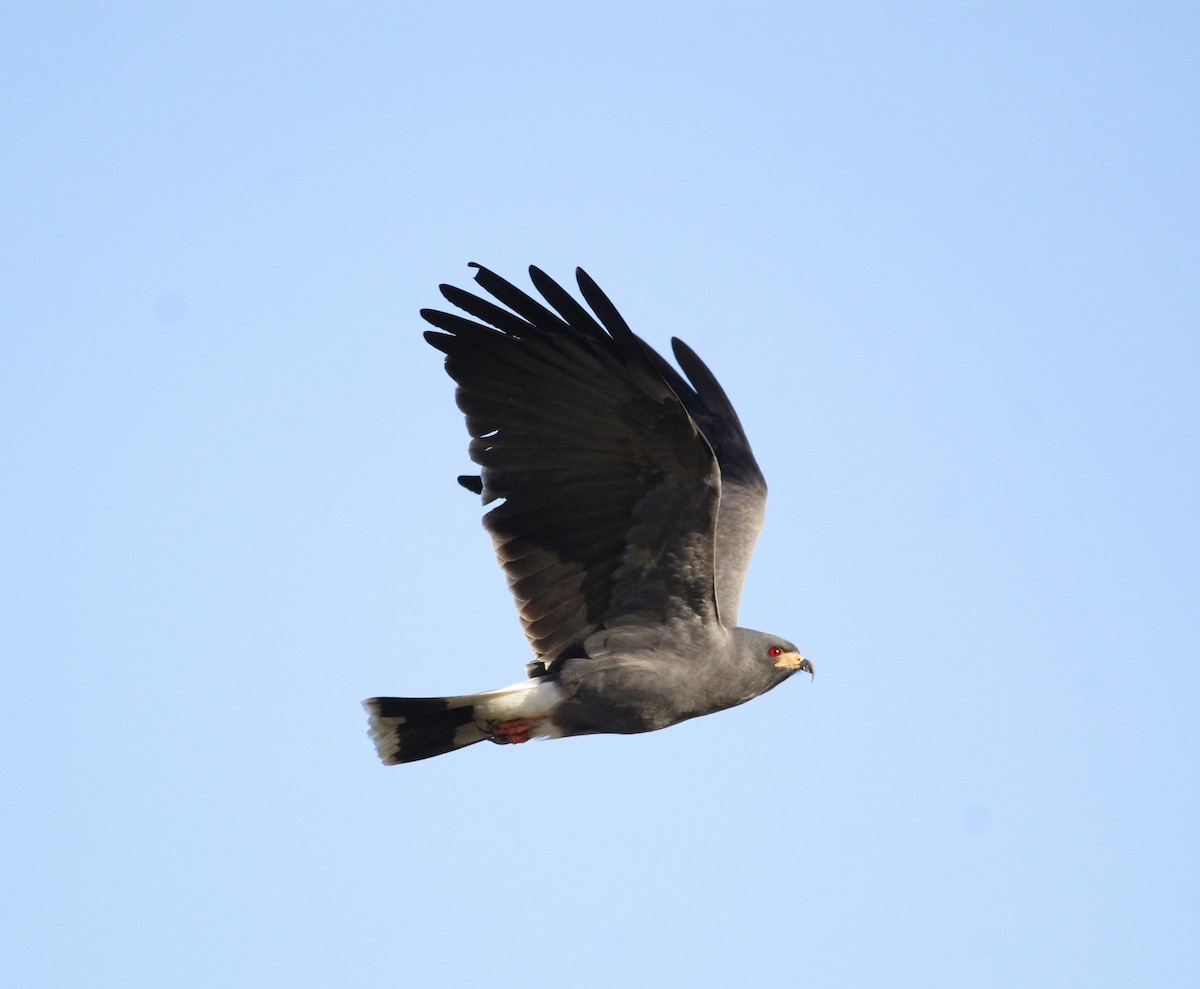 Snail Kite - ML646706514