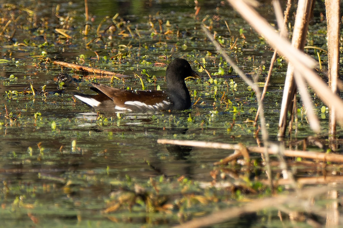 Курочка латиноамериканська - ML646706515