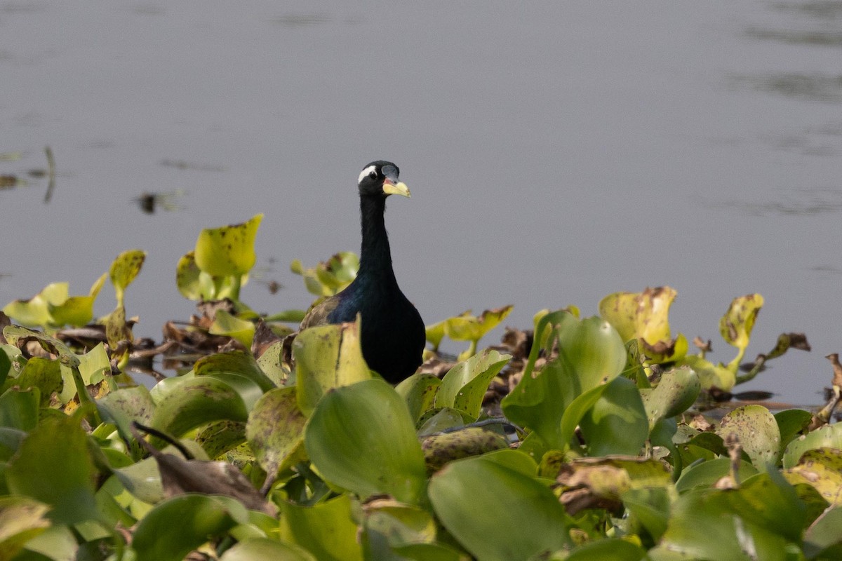 Bronze-winged Jacana - ML646706516