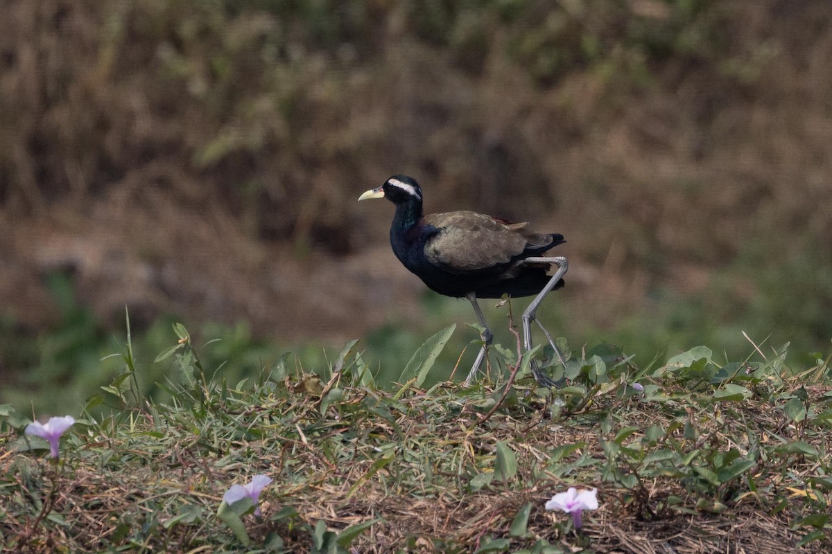 Bronze-winged Jacana - ML646706517