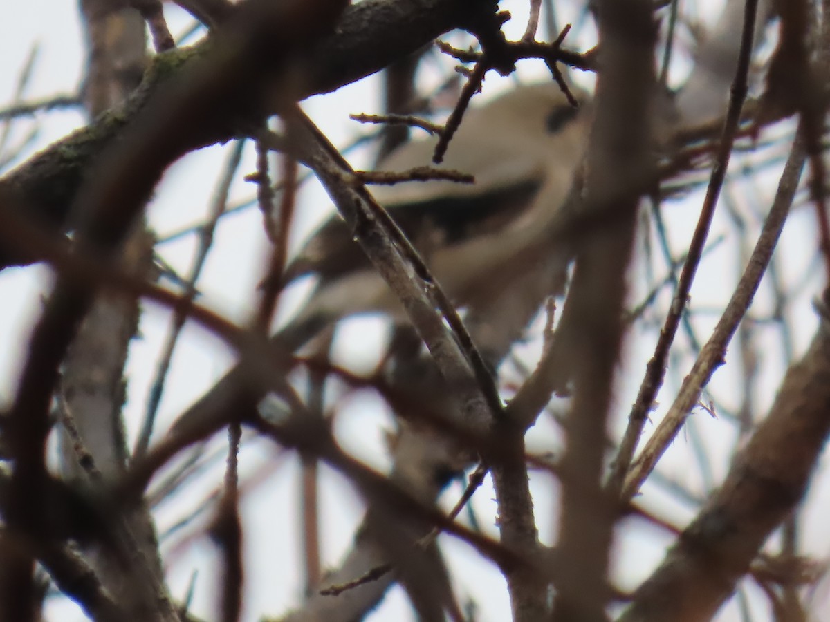 Antzandobi boreala - ML646706519