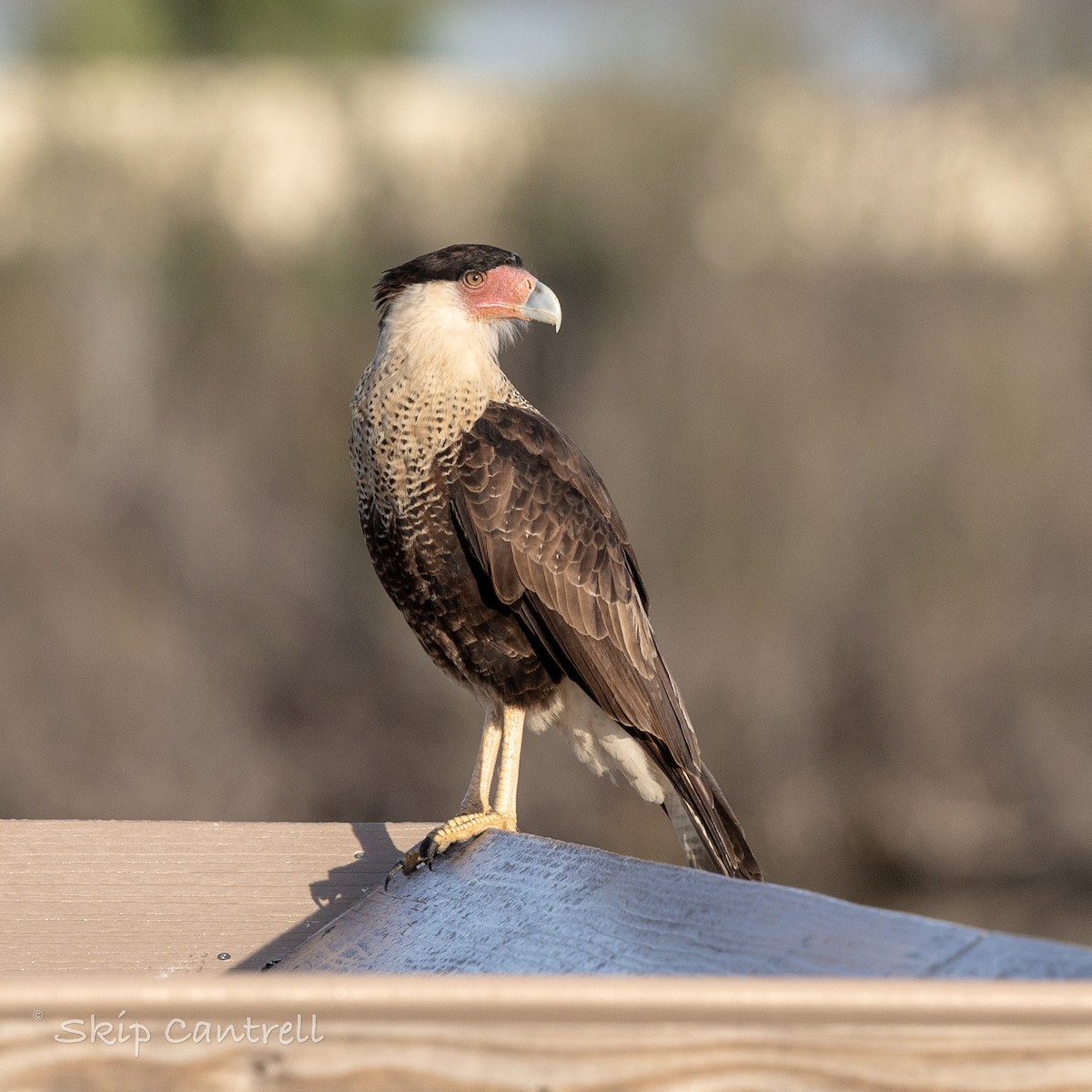 Crested Caracara - ML646706523