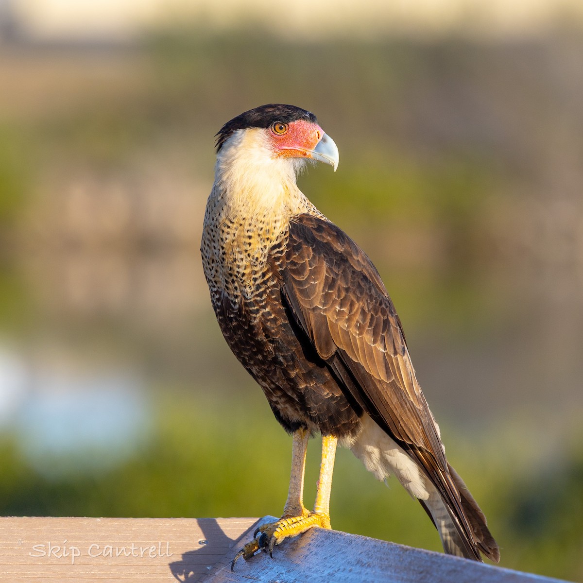 Crested Caracara - ML646706524