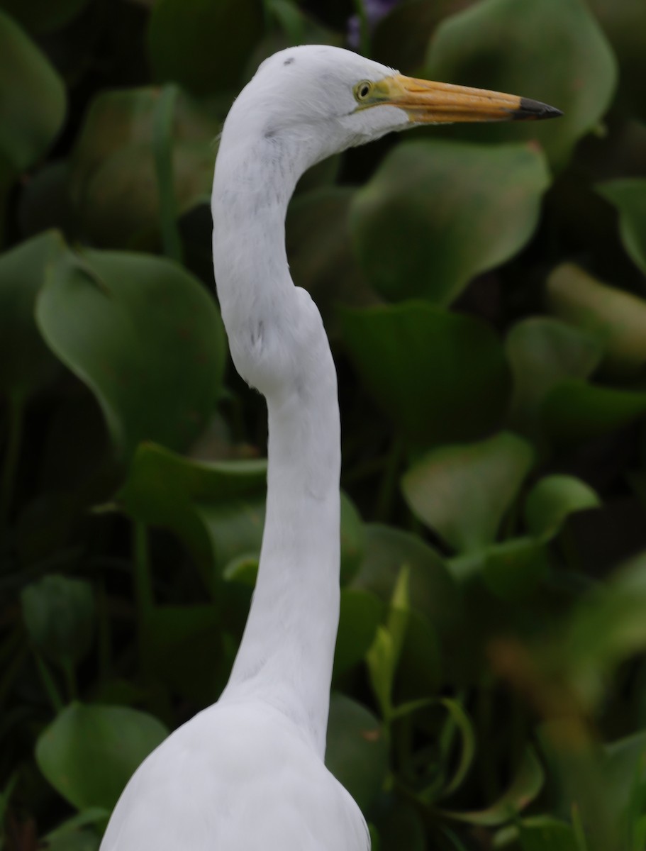 大白鷺 - ML646706525