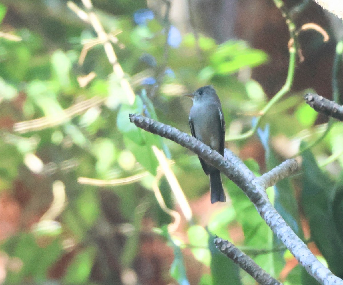 Greater Pewee - ML646706527