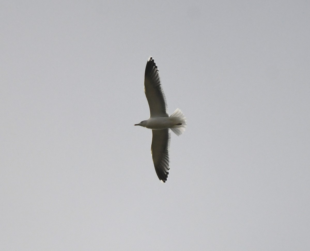 Great Black-backed Gull - ML646706529