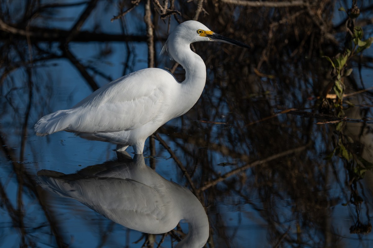 Snowy Egret - ML646706530