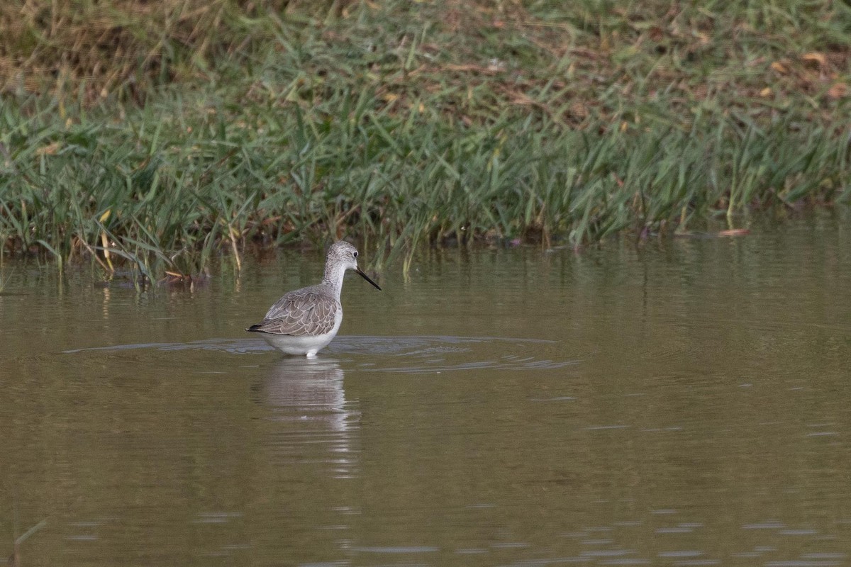 小青足鷸 - ML646706531