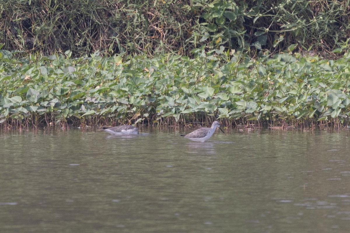 小青足鷸 - ML646706533