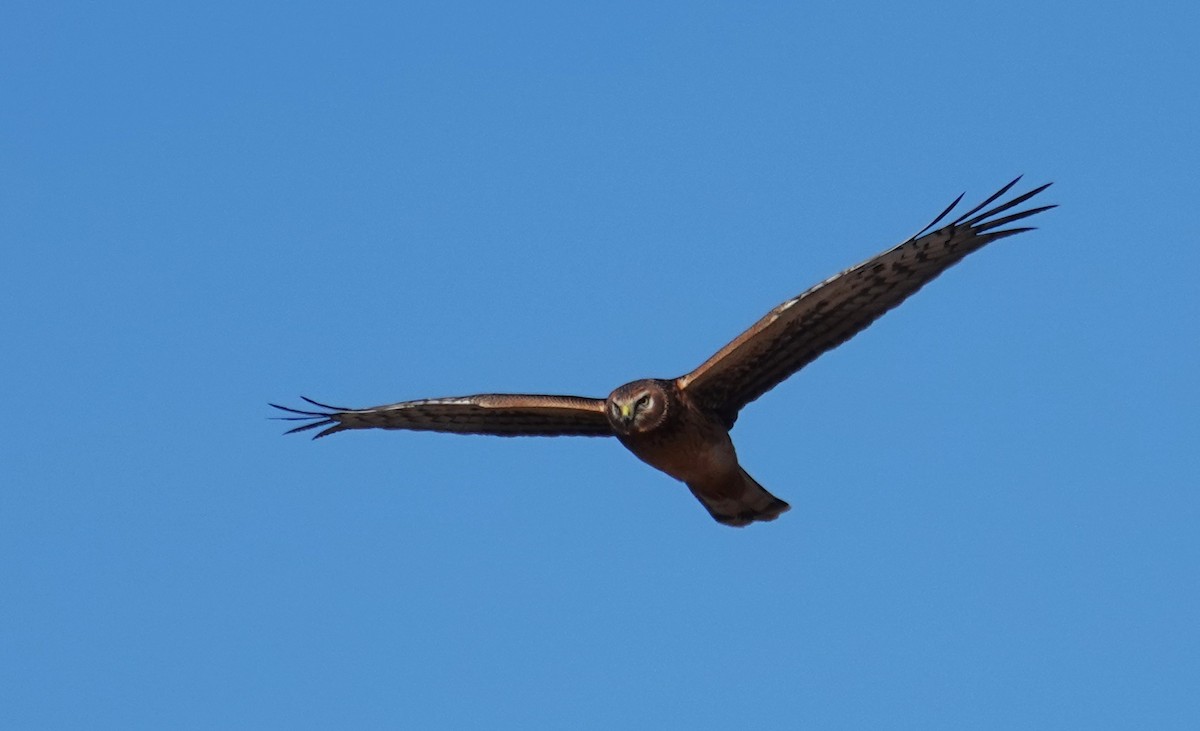 Northern Harrier - ML646706535