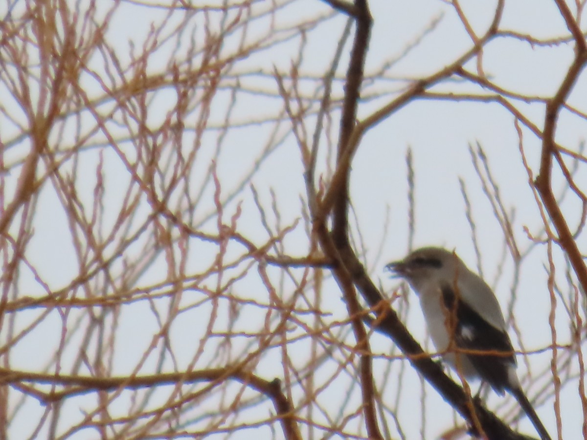 Northern Shrike - ML646706536