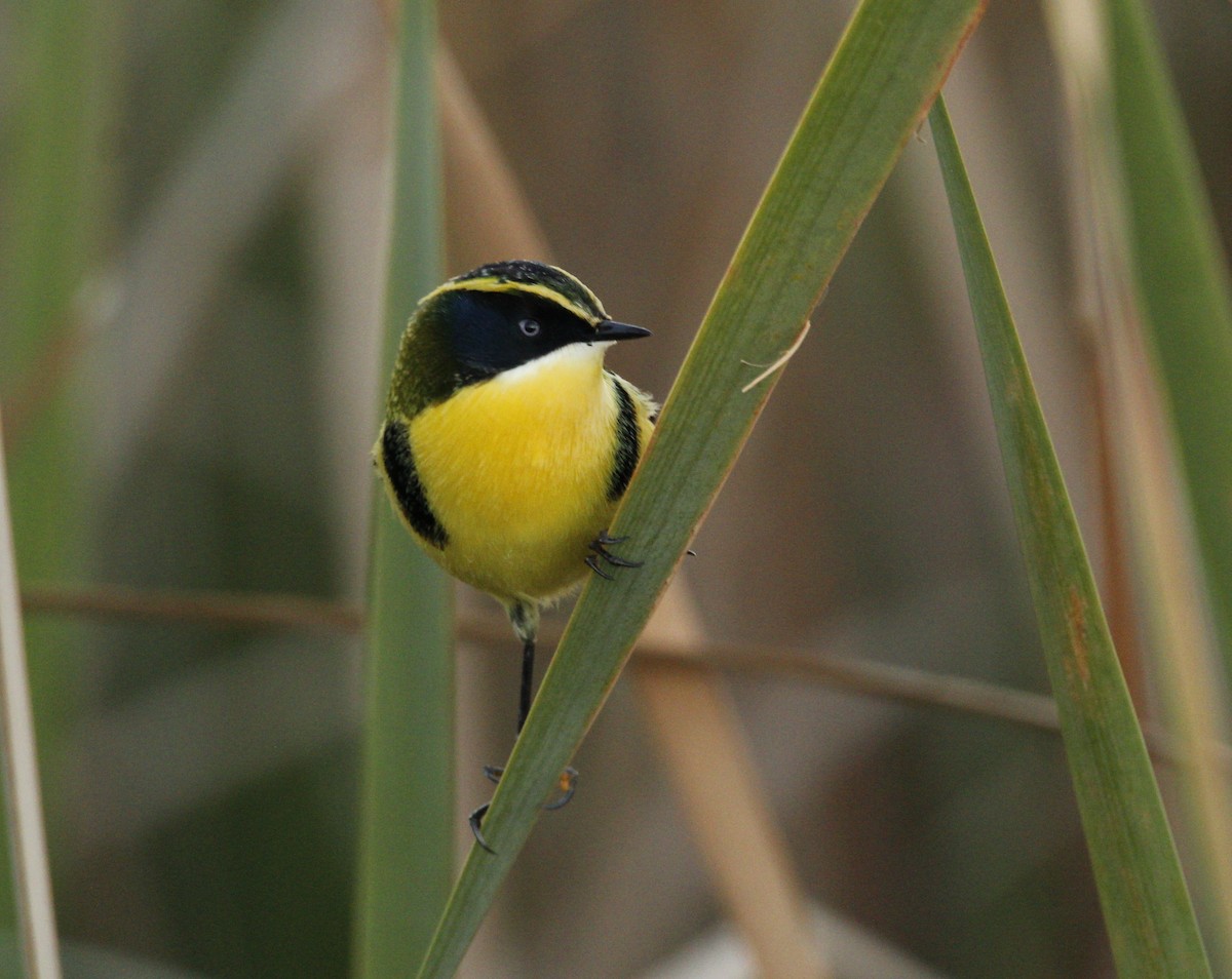 Many-colored Rush Tyrant - ML646706537