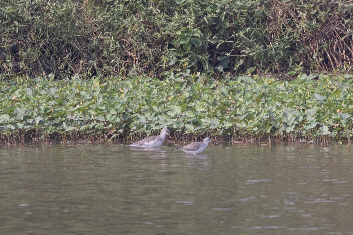 鶴鷸 - ML646706545