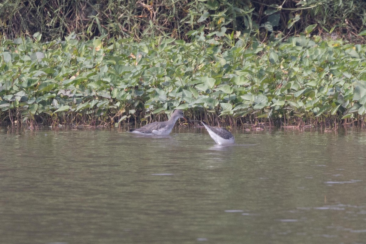 鶴鷸 - ML646706546