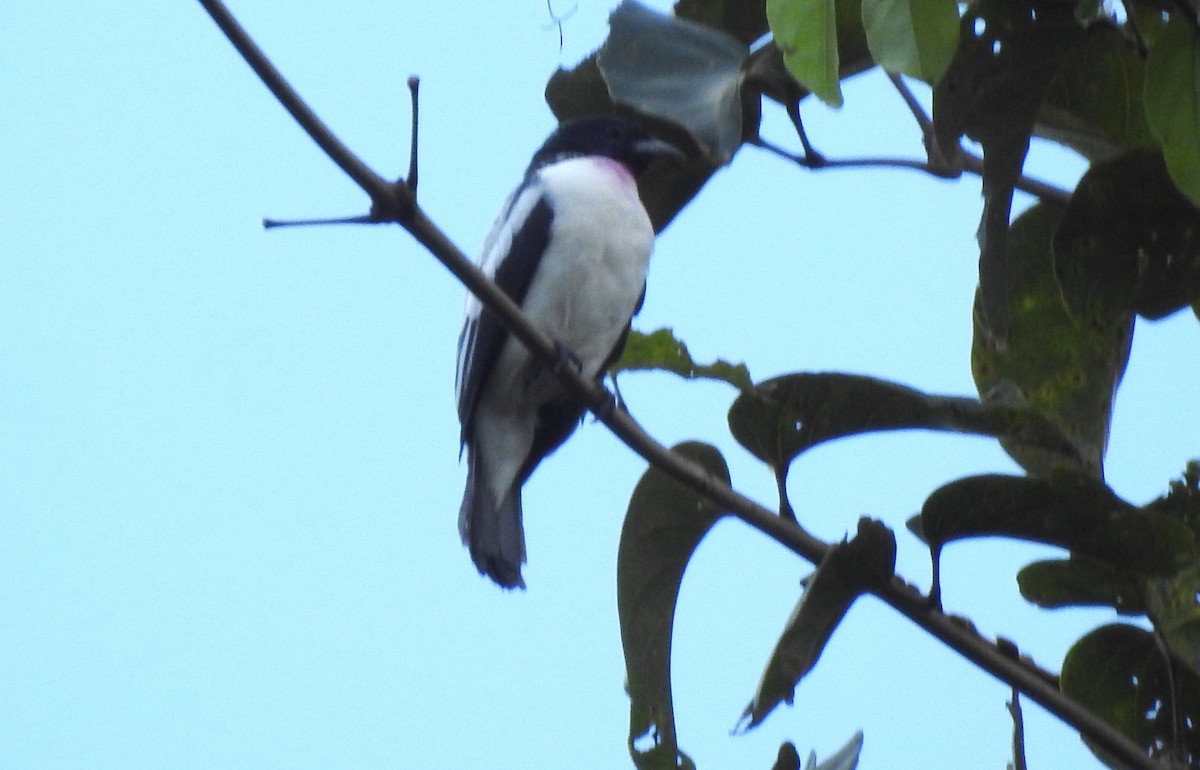 Purple-throated Cotinga - ML646706547