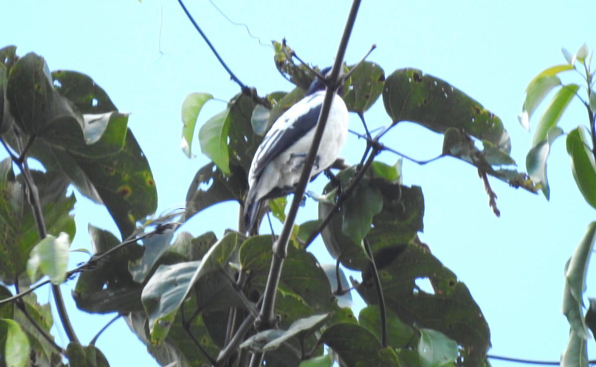 Purple-throated Cotinga - ML646706548