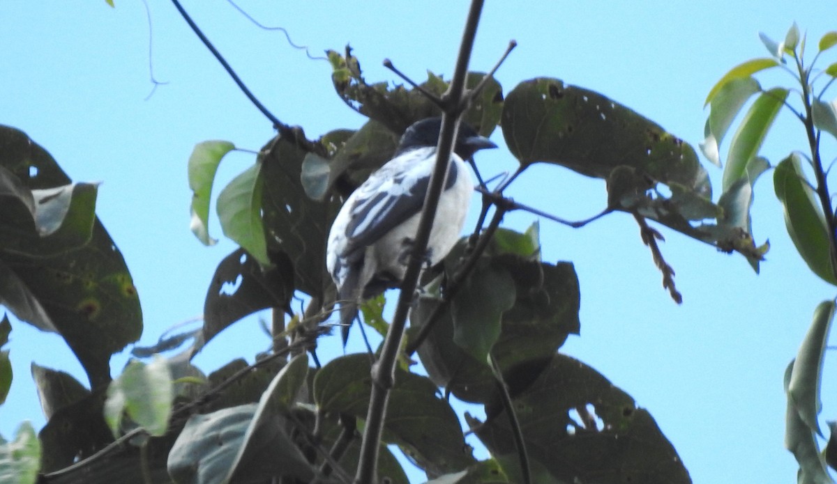 Purple-throated Cotinga - ML646706550