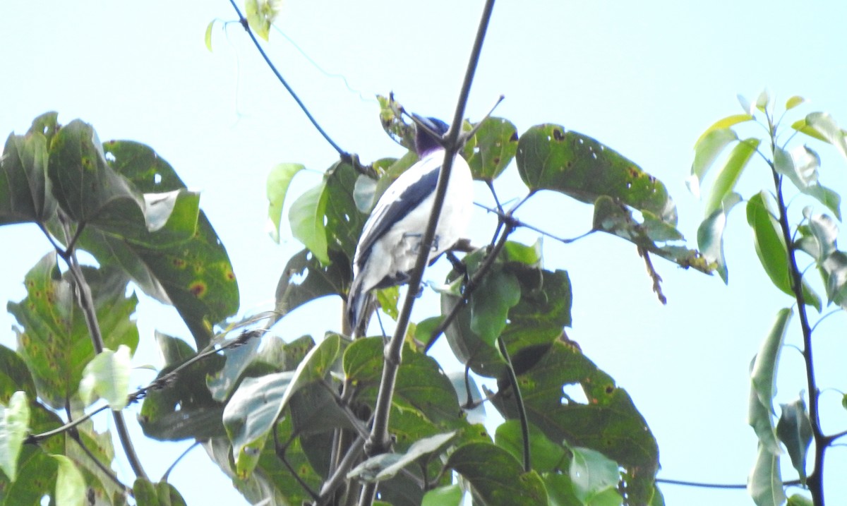 Purple-throated Cotinga - ML646706551