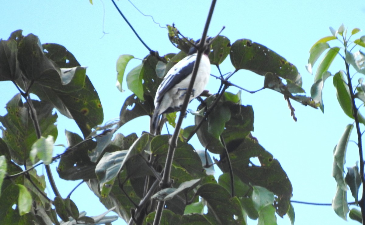 Purple-throated Cotinga - ML646706552