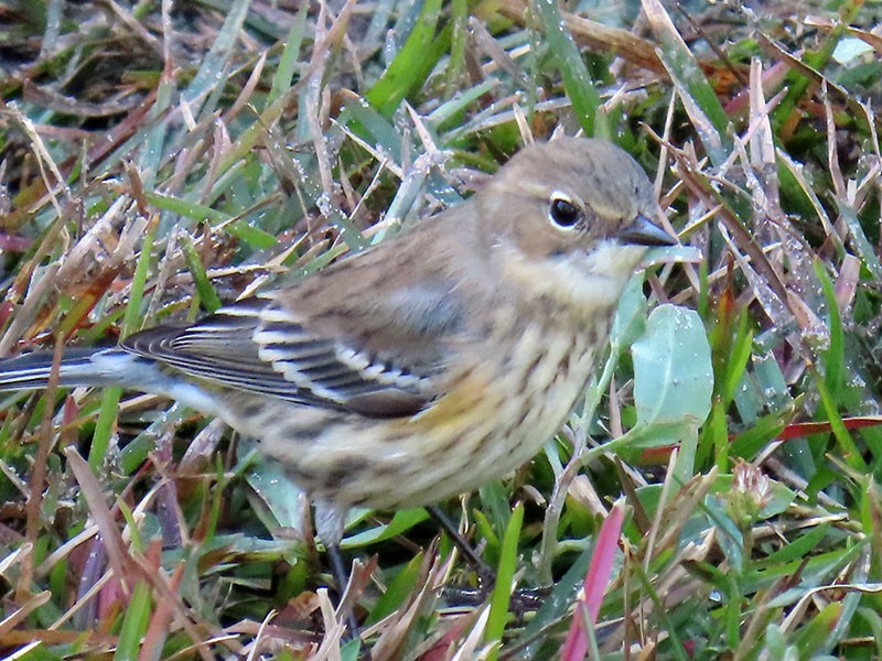Yellow-rumped Warbler (Myrtle) - ML646706554