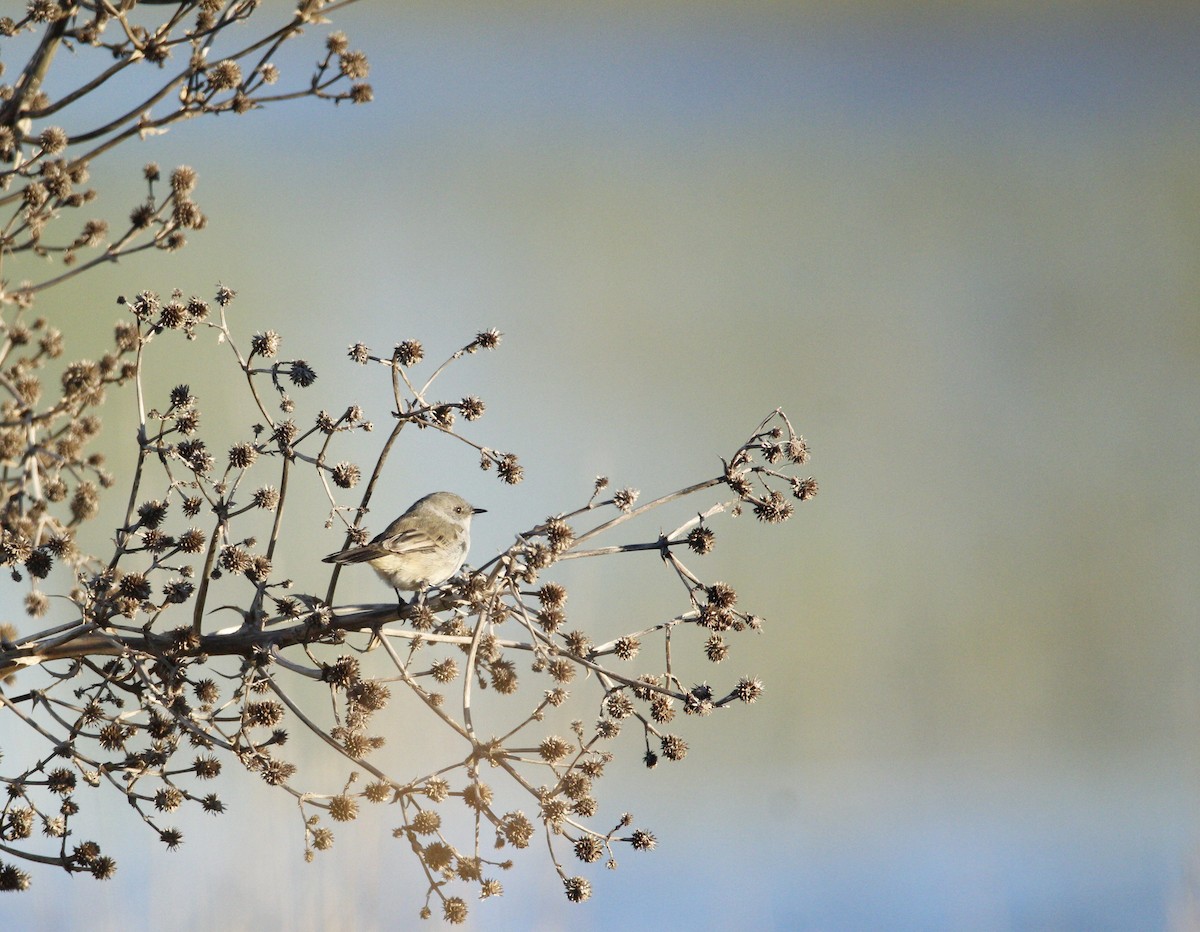 Sooty Tyrannulet - ML646706556