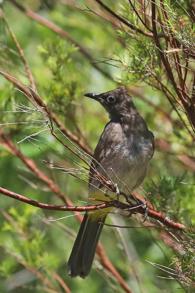 Cape Bulbul - ML646706558