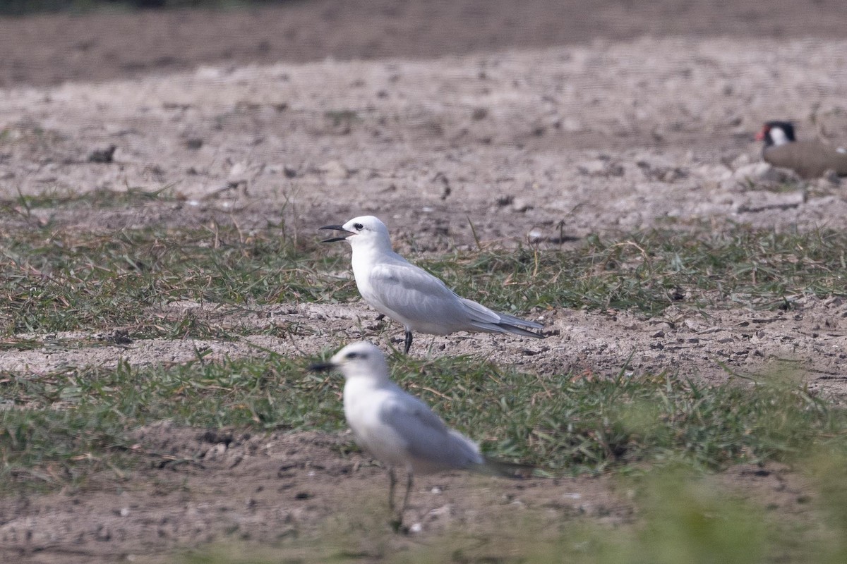 Sterna zampenere - ML646706559