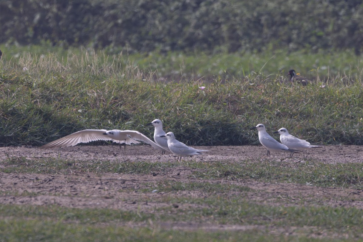 Sterna zampenere - ML646706560