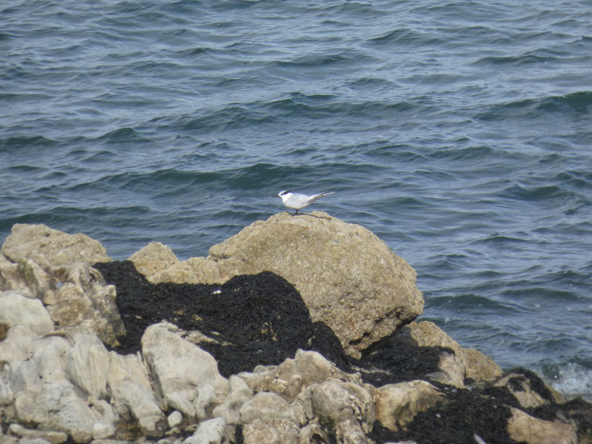 splitterne - ML646706564