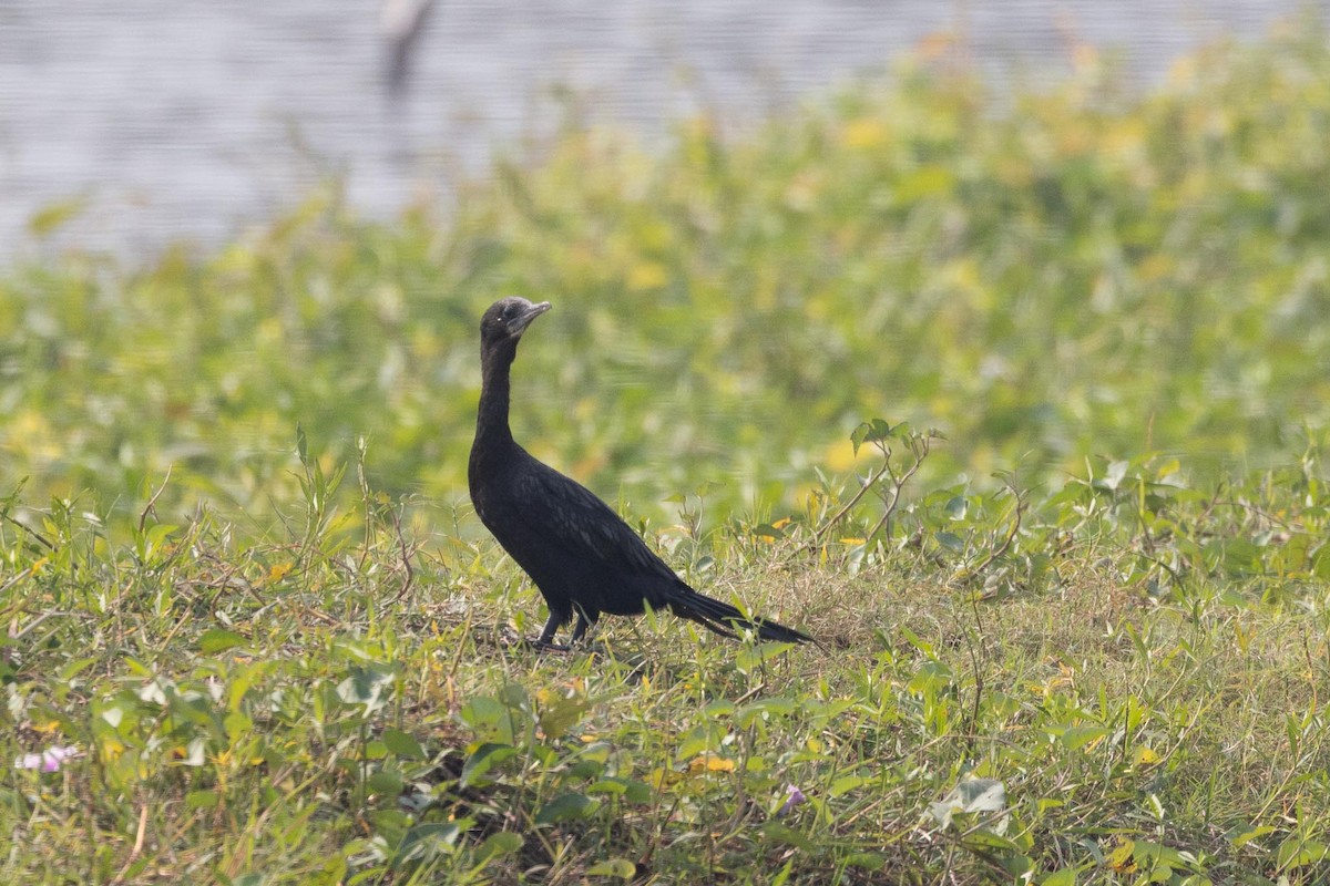 Little Cormorant - ML646706565