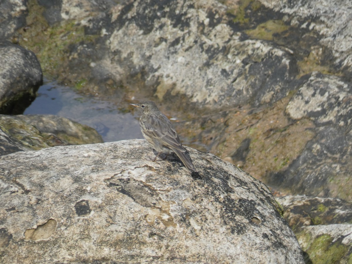 Rock Pipit - ML646706568