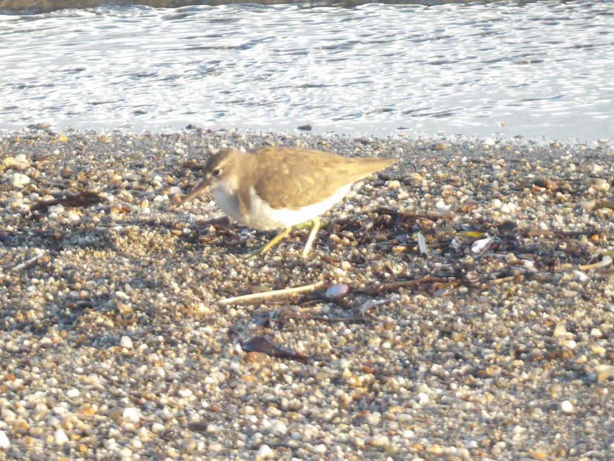 Spotted Sandpiper - ML646706570