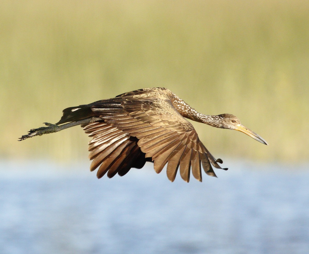 Limpkin - ML646706571
