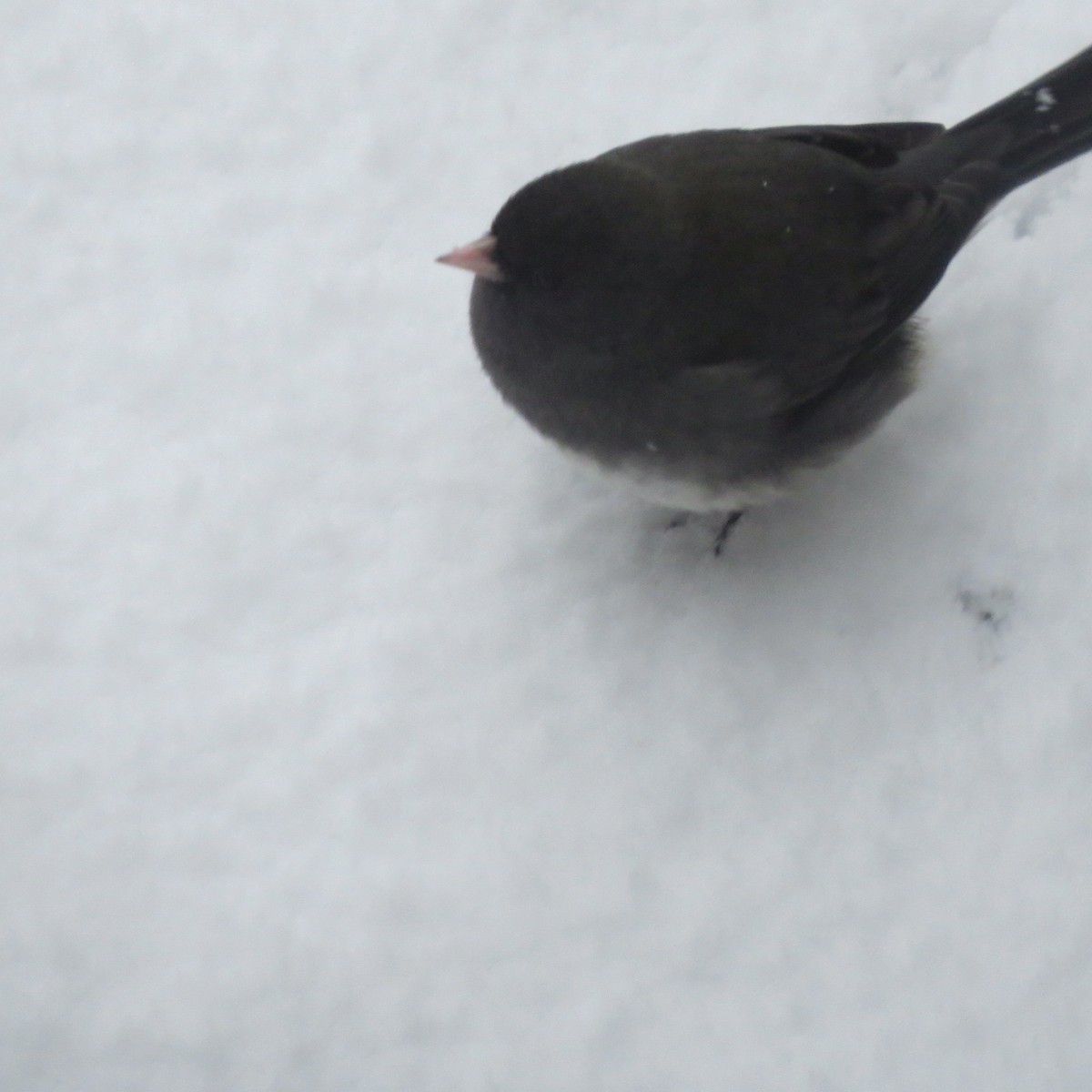 ユキヒメドリ - ML646706572