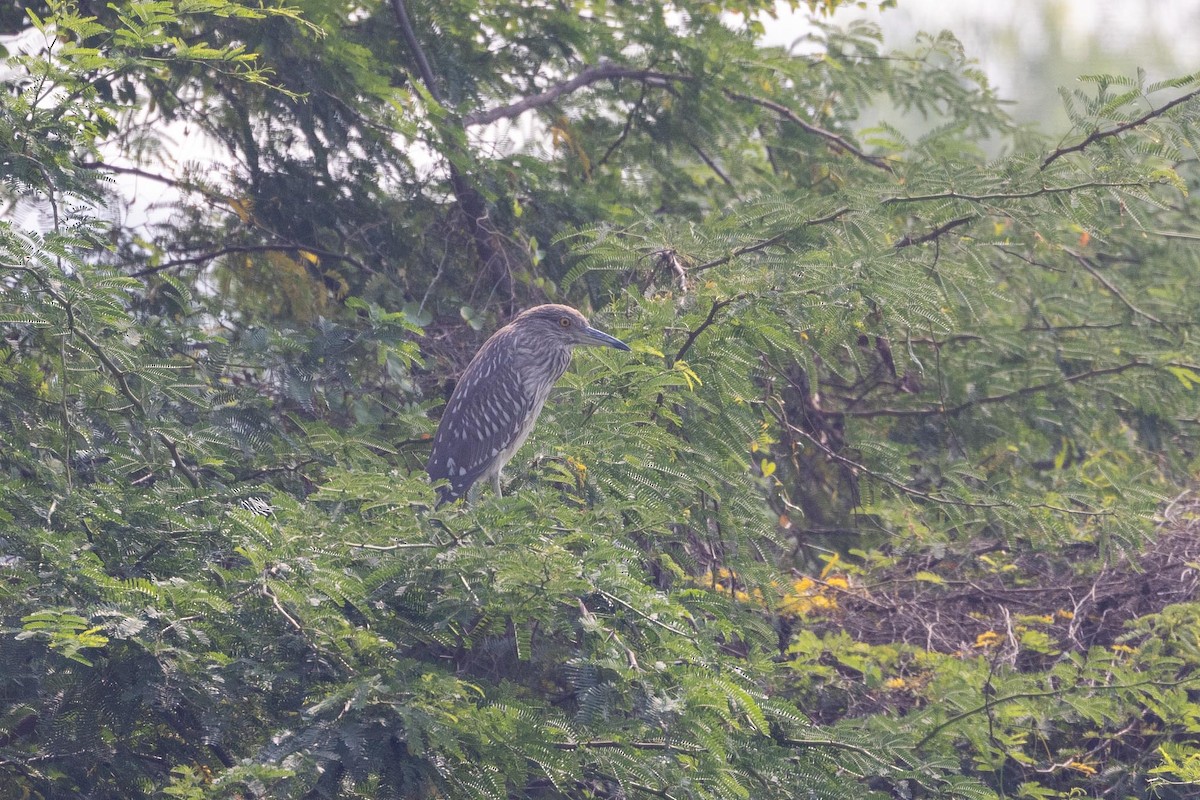 Nitticora - ML646706577