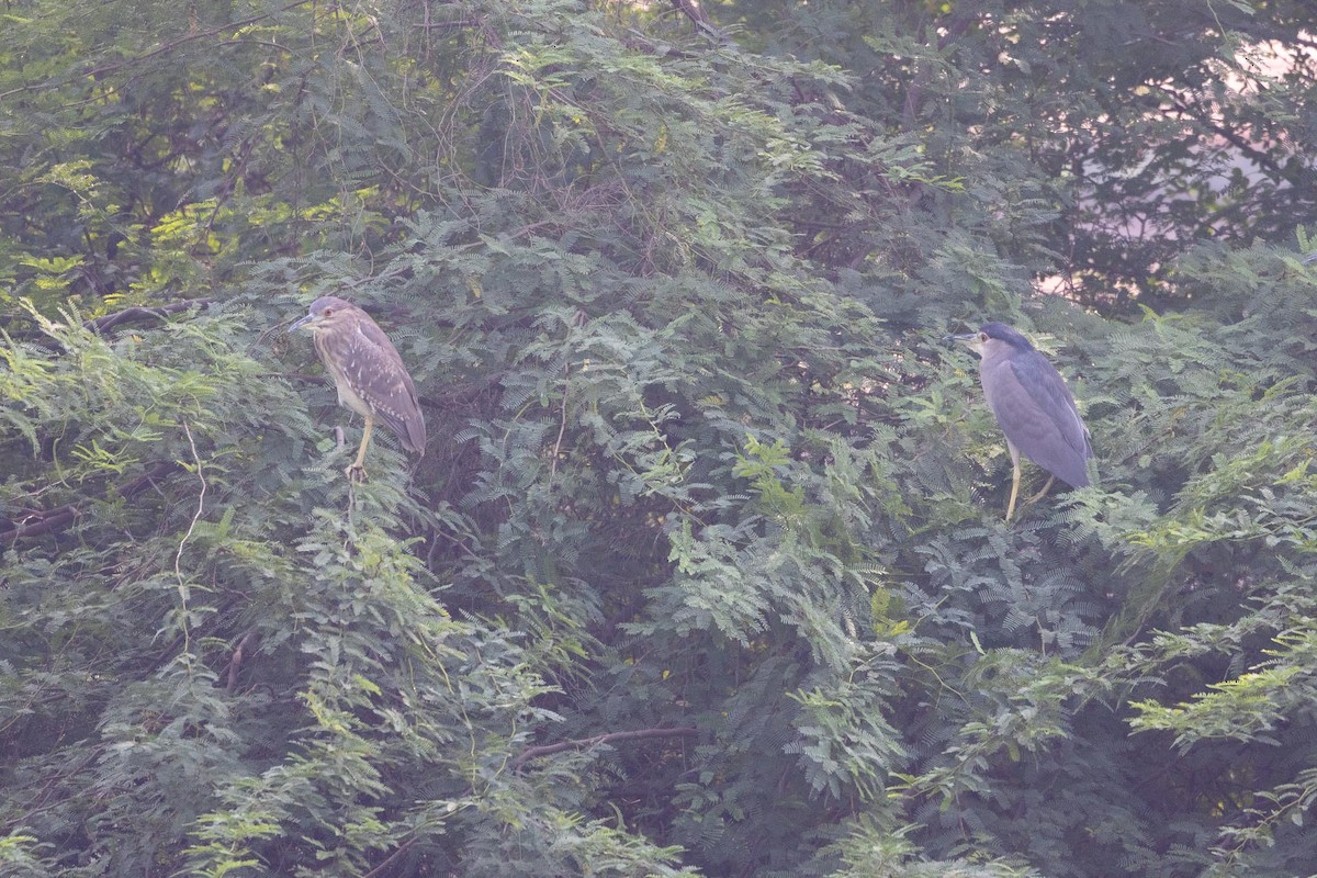 Nitticora - ML646706578