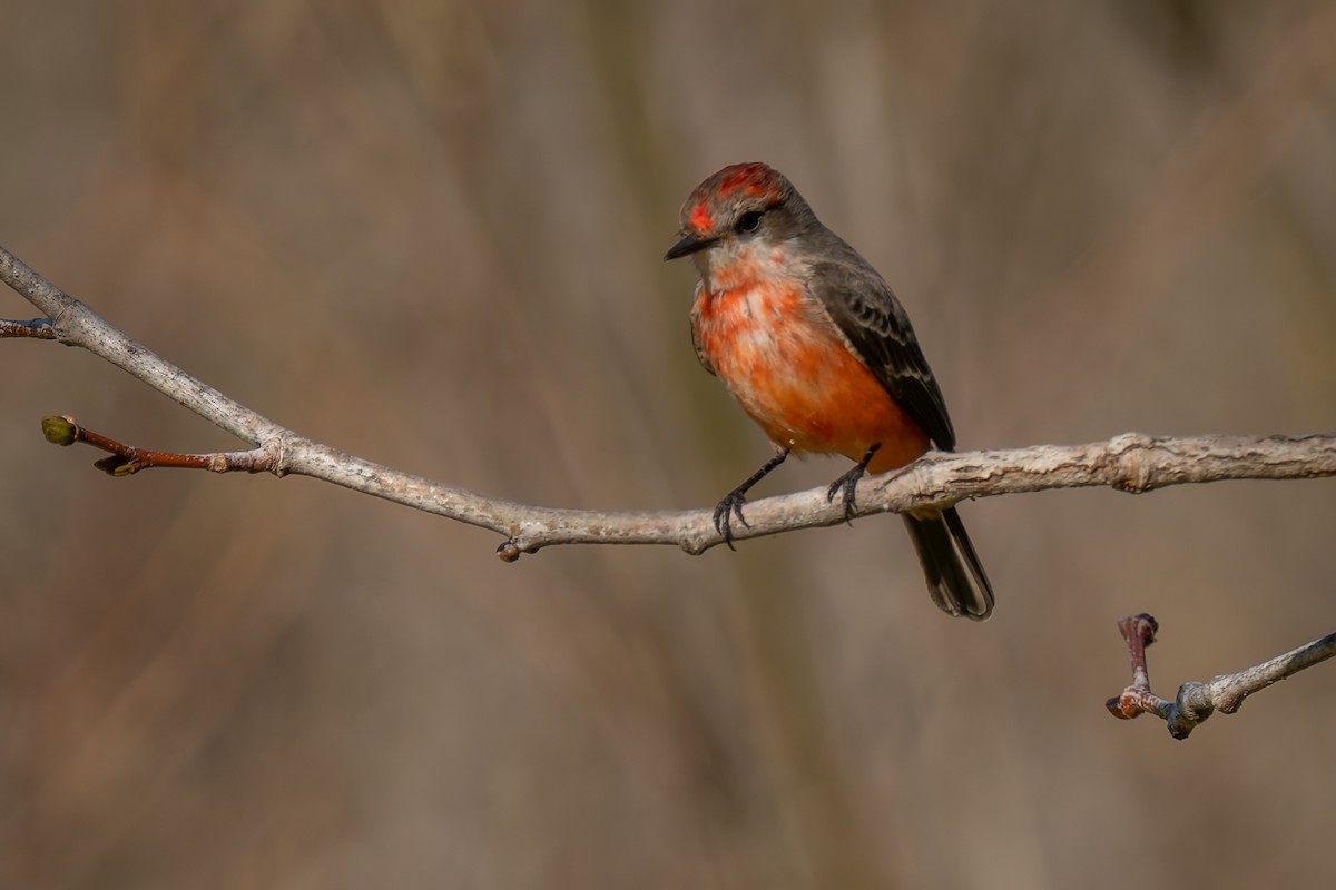Vermilion Flycatcher - ML646706580