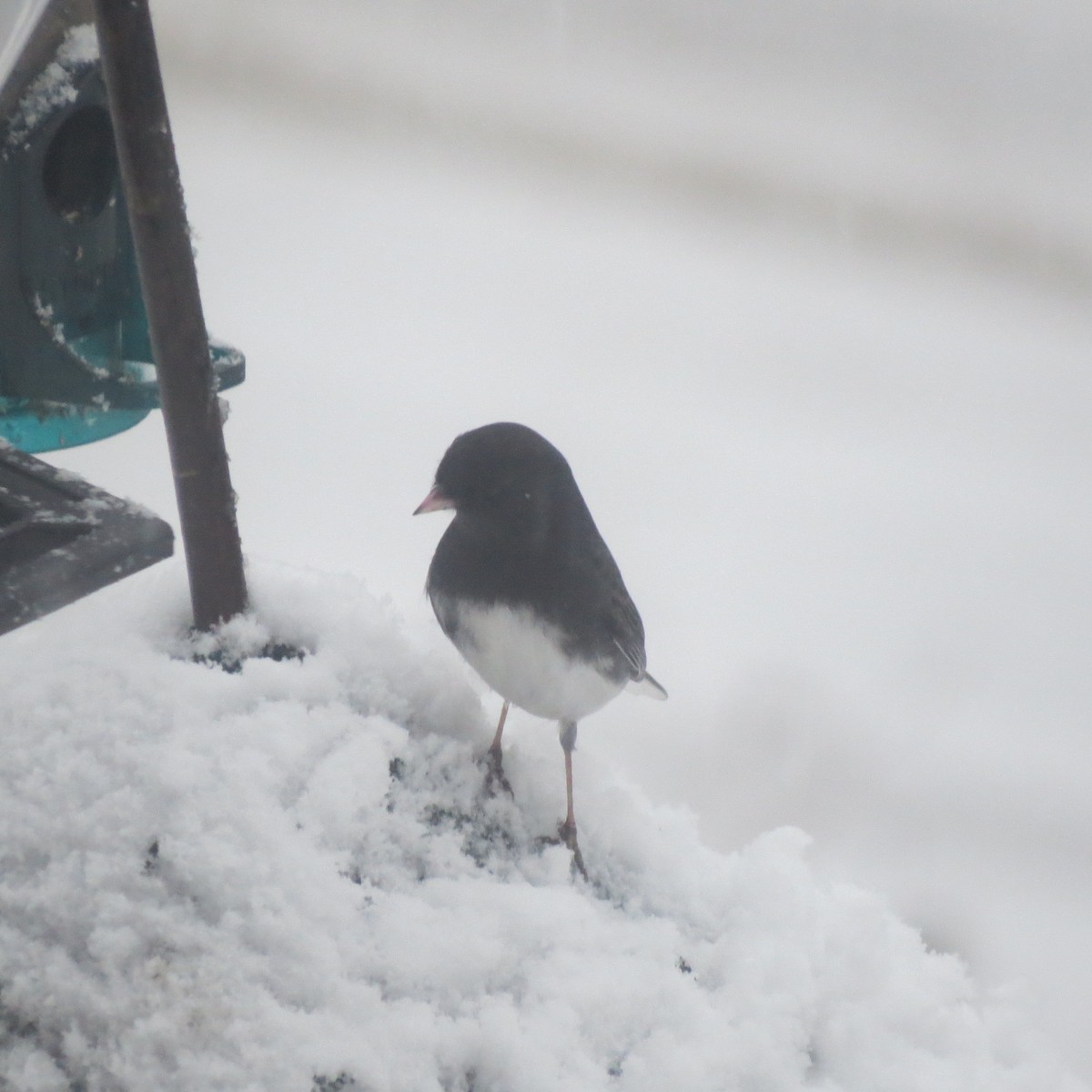 ユキヒメドリ - ML646706581